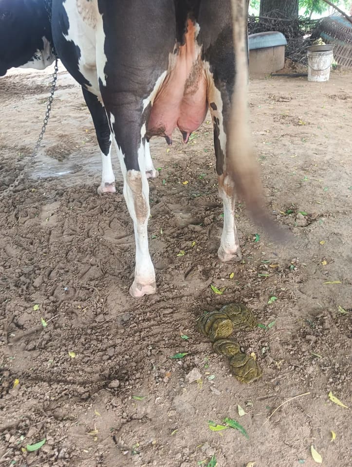 HF Cow in  RAJASTHAN