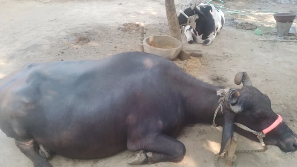 Murrah Buffalo M5412 in  UTTAR PRADESH