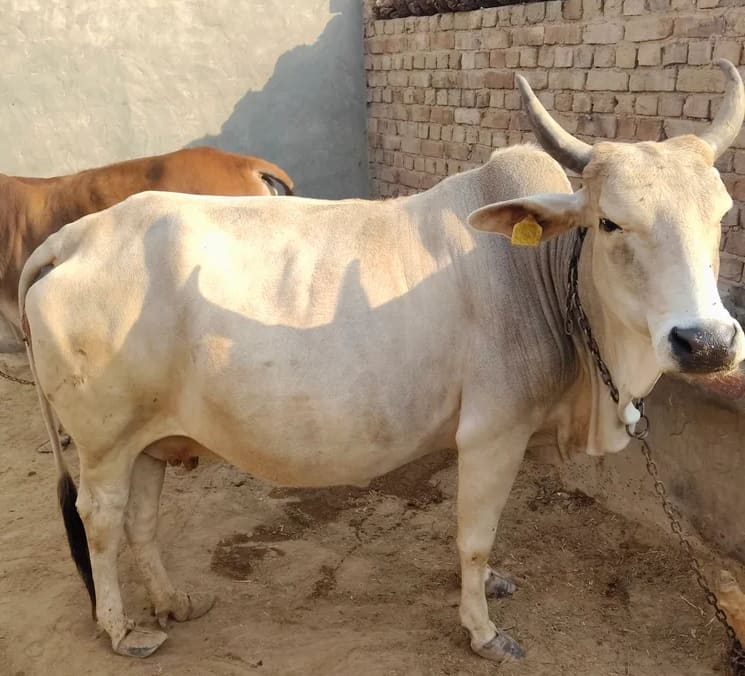 Tharparkar Cow T0309 in  RAJASTHAN