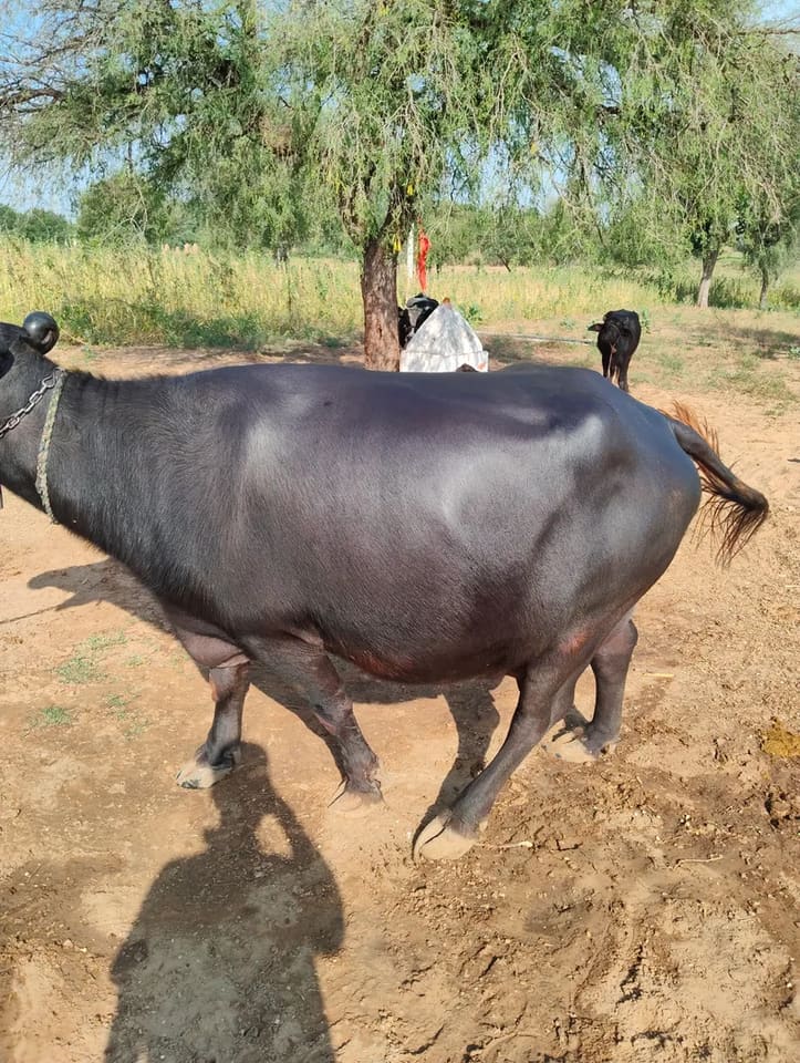 Murrah Buffalo M5427 in  RAJASTHAN