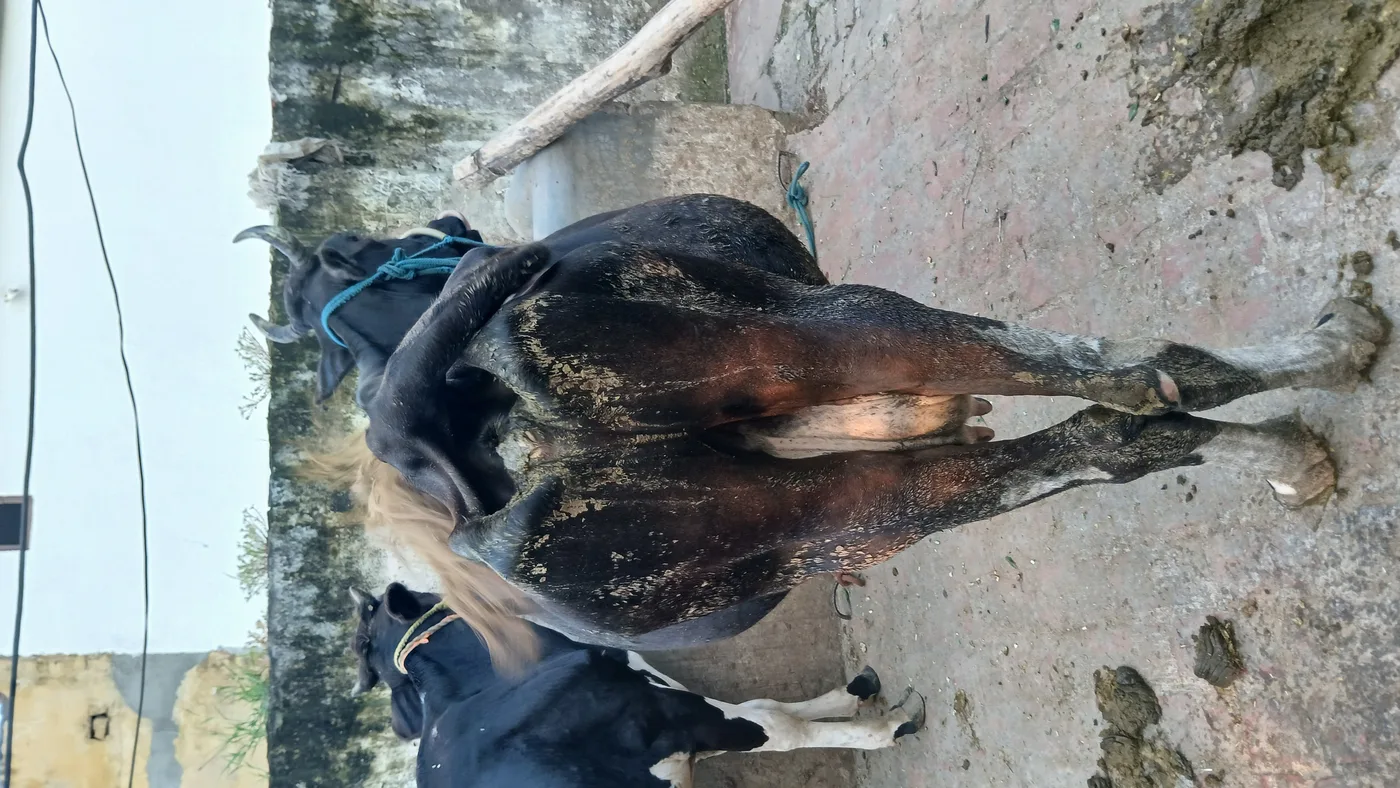 HF Cow in UTTAR PRADESH