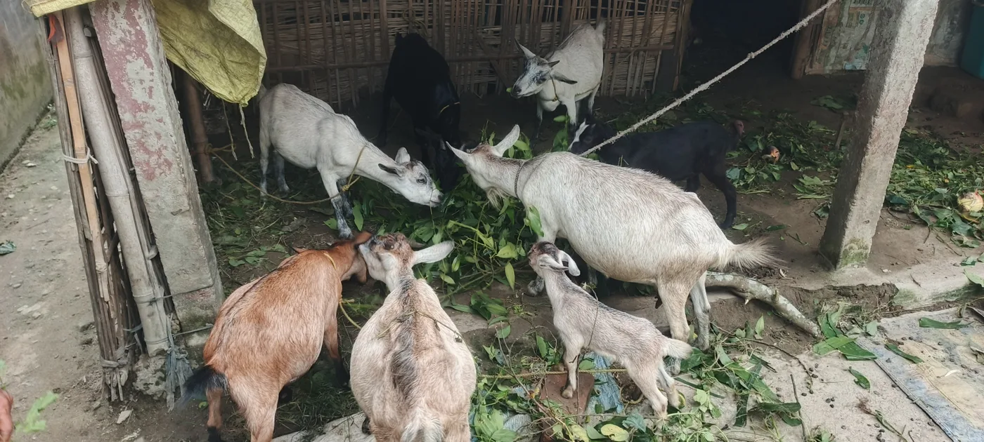 Others Goat in  BIHAR