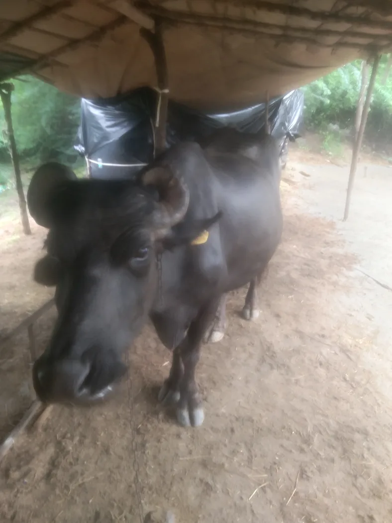 Murrah Buffalo in  GUJARAT