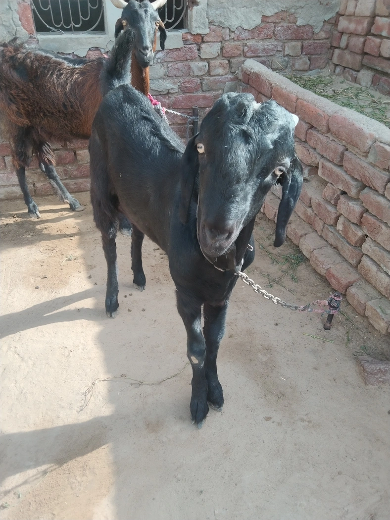 Beetal Goat B0432, District:  GANGANAGAR, State:  RAJASTHAN