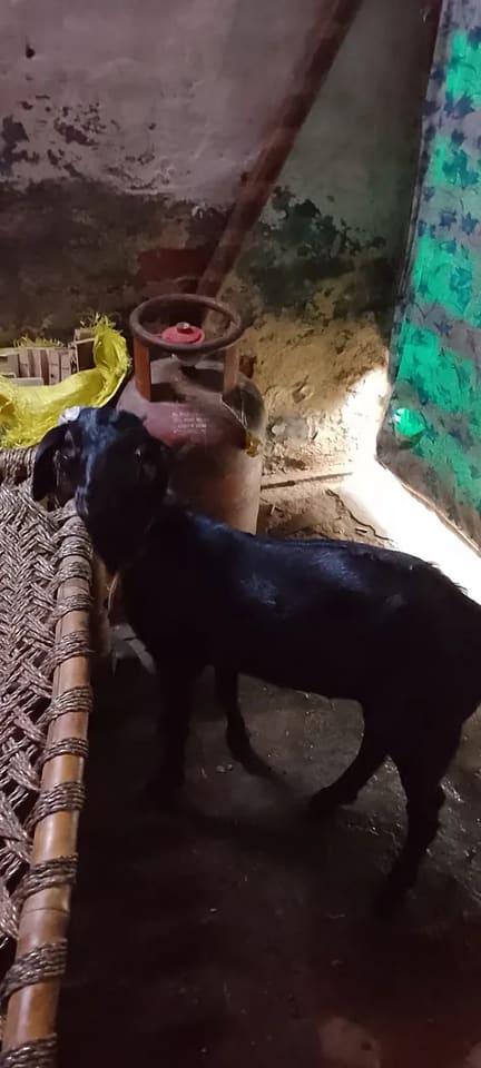 Black Bengal Goat in  UTTAR PRADESH