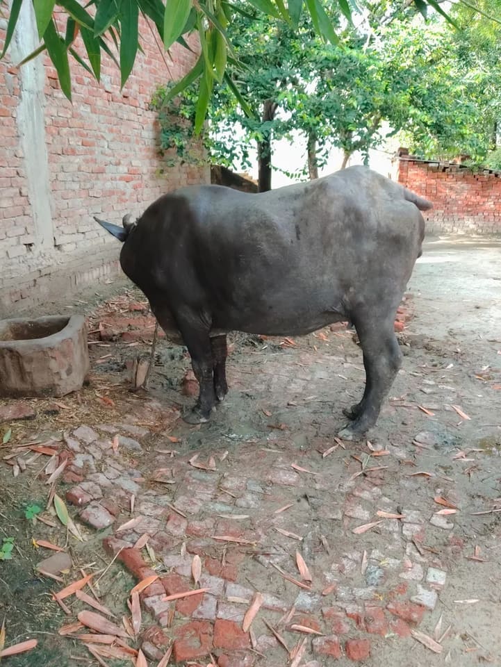 Others Buffalo in UTTAR PRADESH