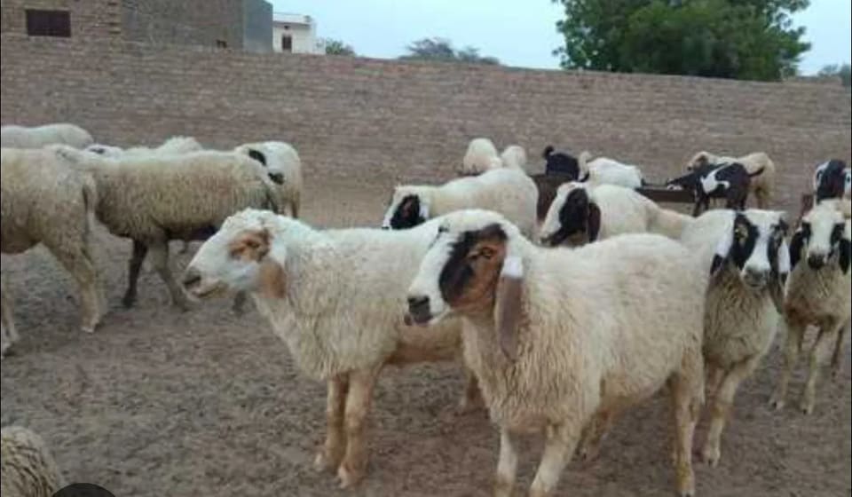 Deccani Sheep in  ANDHRA PRADESH