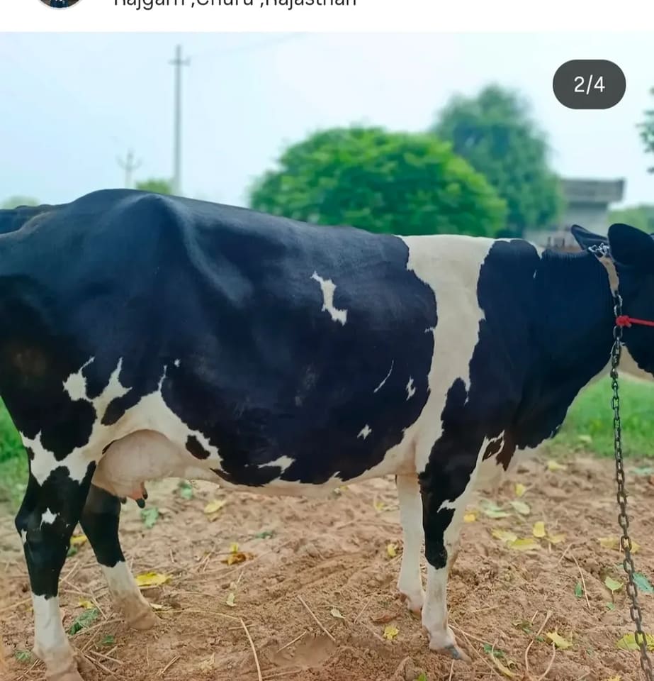HF Cow in  RAJASTHAN