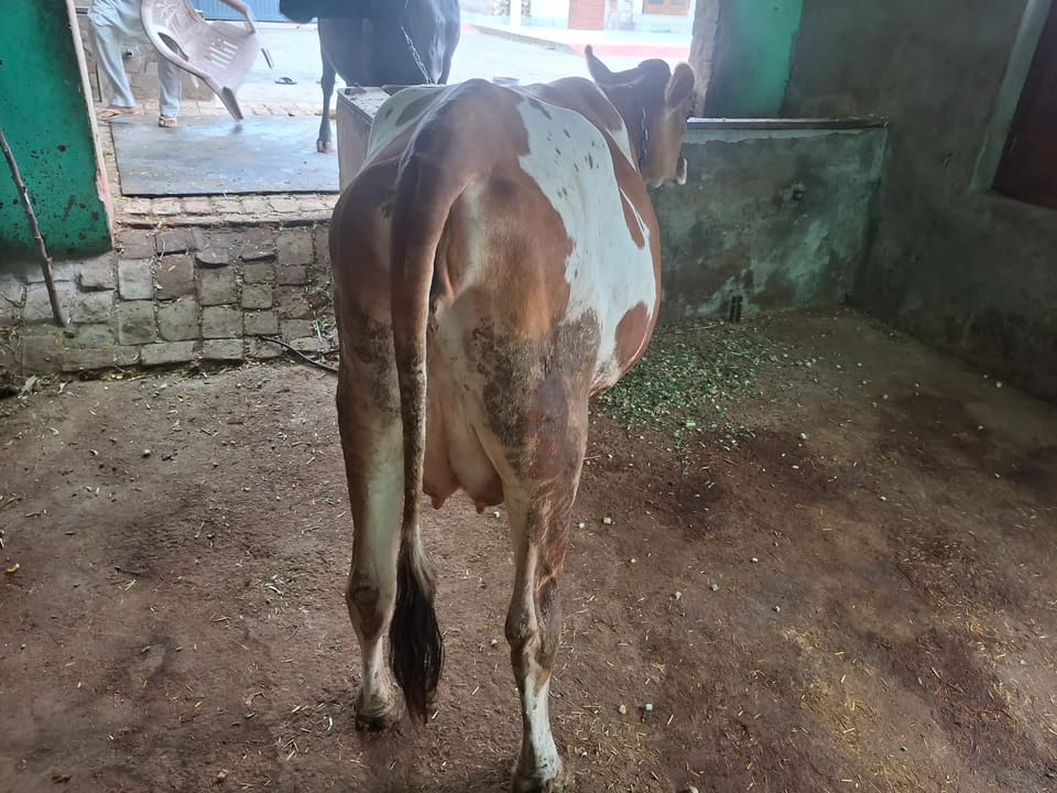 Jersey Cow in  RAJASTHAN