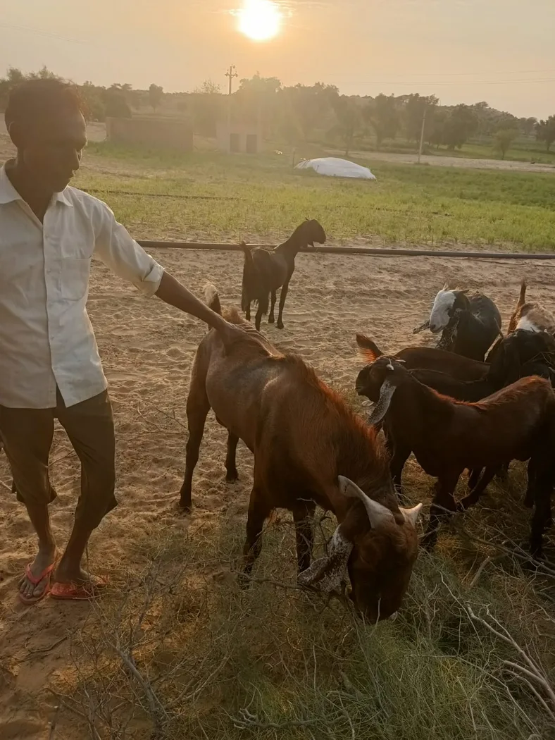 Sirohi Goat in  RAJASTHAN