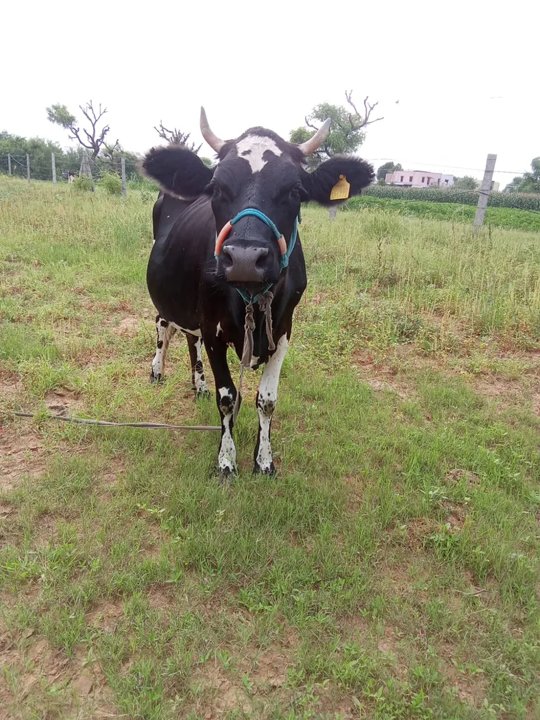 HF Cow in  RAJASTHAN