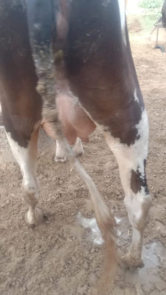 HF Cow in  RAJASTHAN