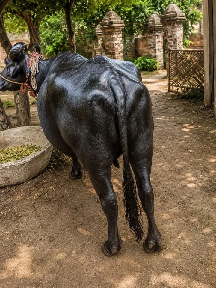 Murrah Buffalo in  UTTAR PRADESH