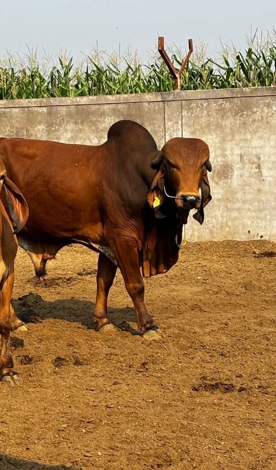 Gir Cow G2134 in  GUJARAT