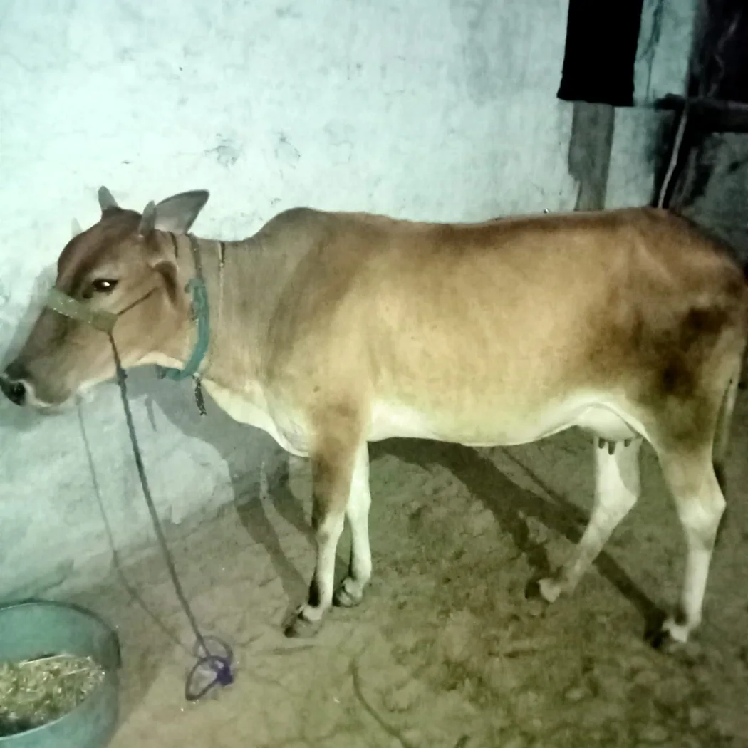 Others Cow in  RAJASTHAN