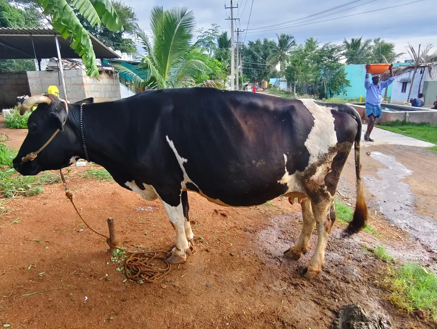 HF Cow in  KARNATAKA