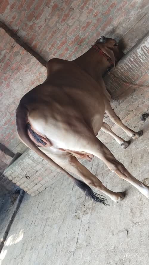 Gir Cow G1846, Lactation: 1, MilkPerDay: 20Litres, District:  RAE BARELI, State:  UTTAR PRADESH