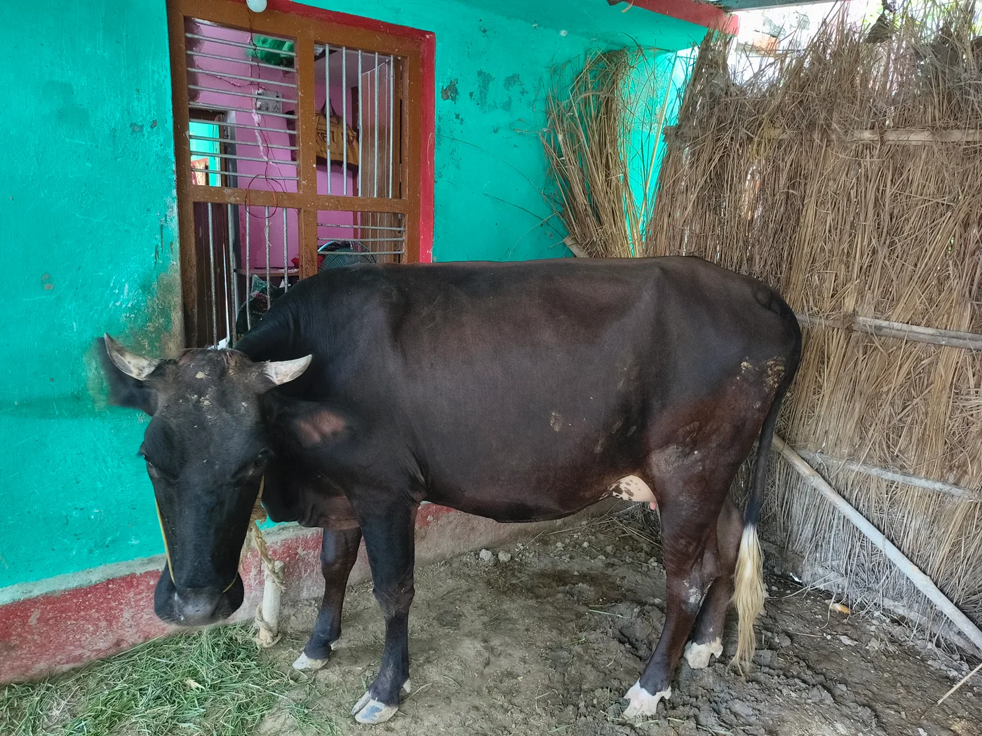 Jersey Heifer Cow J1494 in  BIHAR