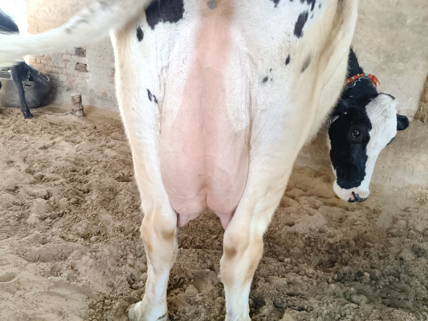 HF Cow H2813, Lactation: 2, MilkPerDay: 22Litres, District:  MAHENDRAGARH, State:  HARYANA