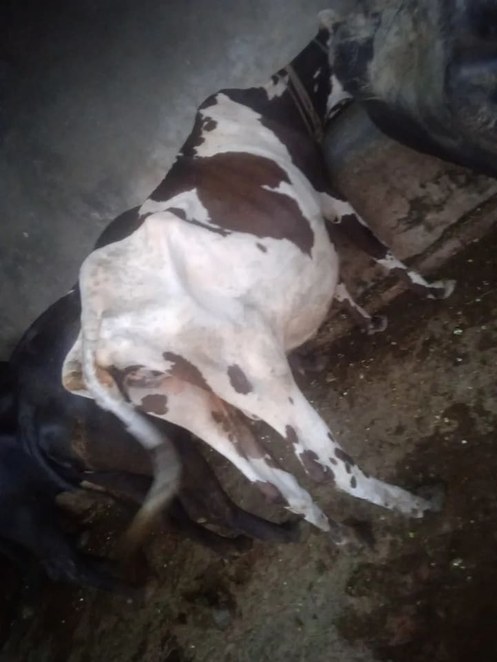 HF Cow in  UTTAR PRADESH
