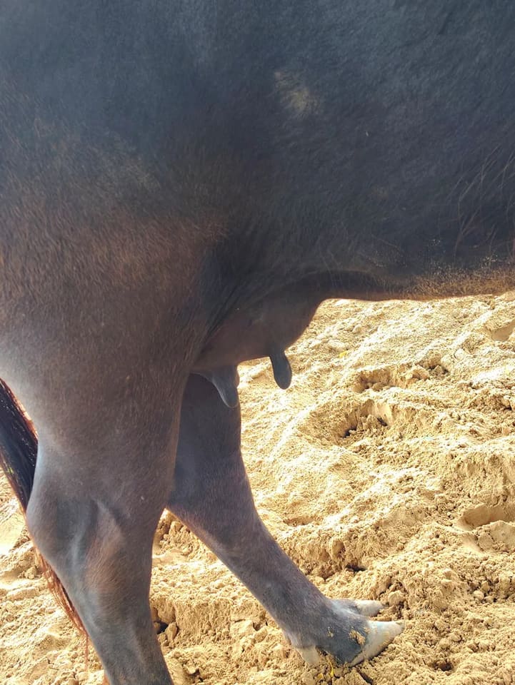 Banni  Buffalo in  RAJASTHAN
