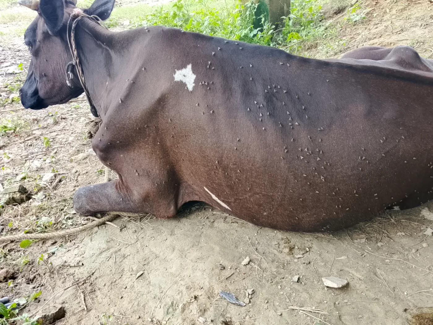 Jersey Cow in  UTTAR PRADESH