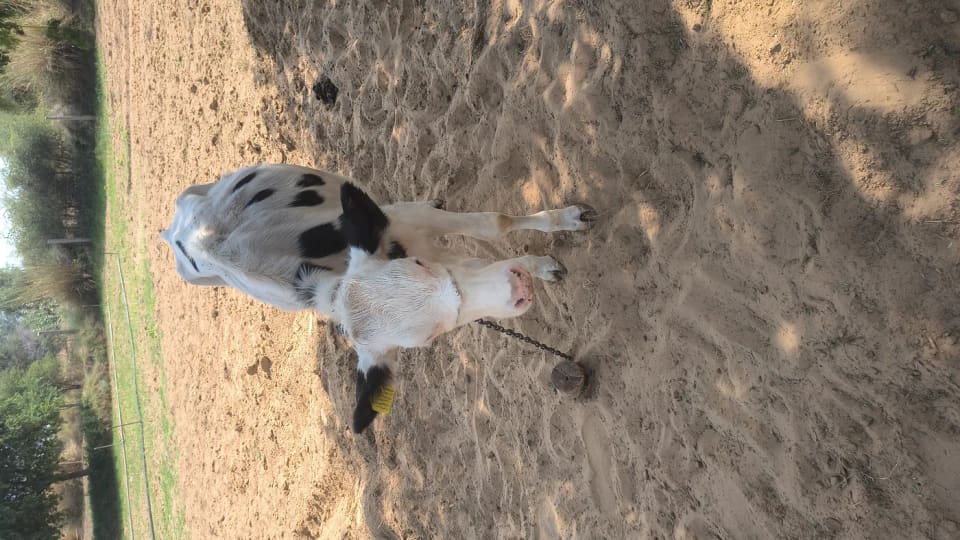 HF Heifer Cow H3413 in  RAJASTHAN