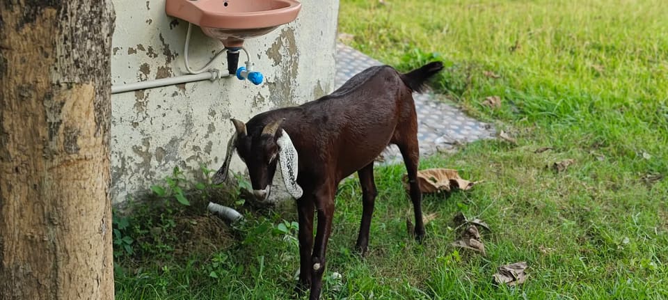 Black Bengal Goat in  ODISHA