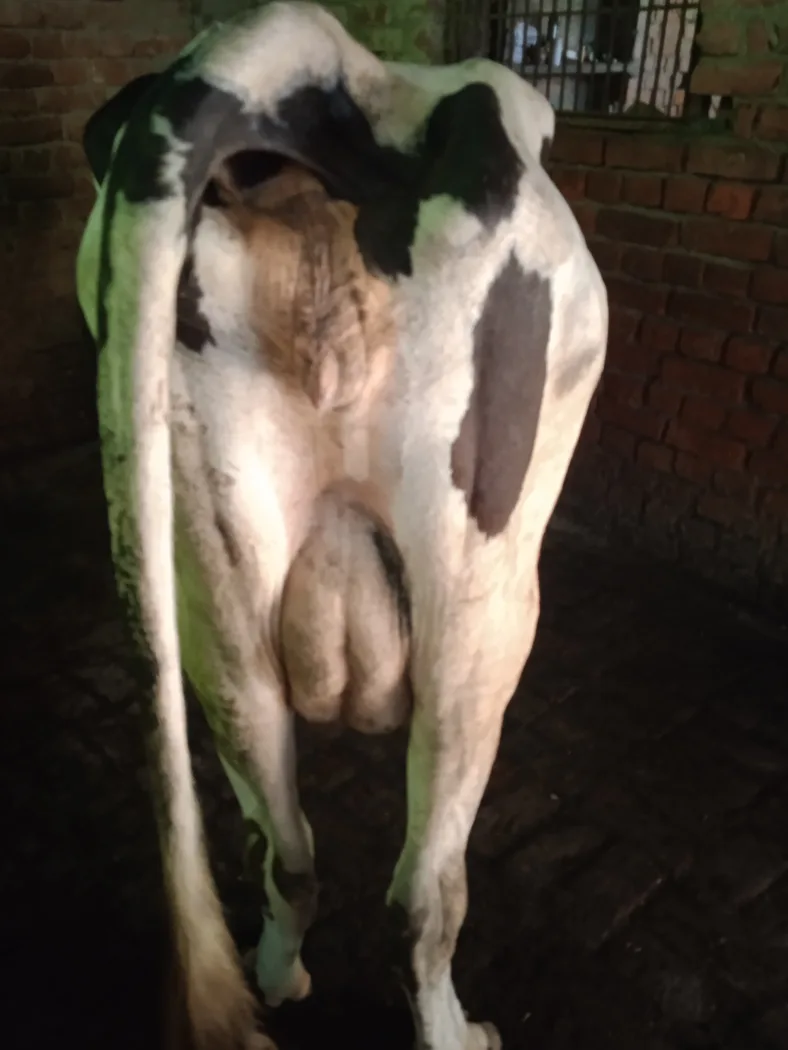 HF Cow in  UTTAR PRADESH