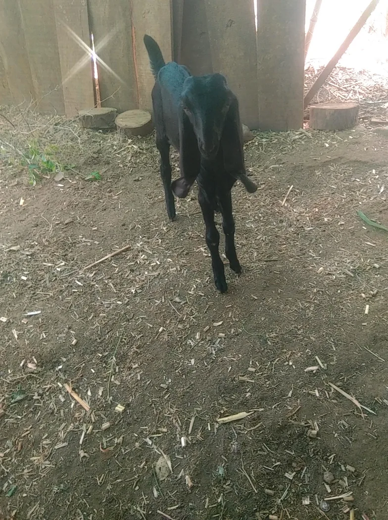Beetal Goat in  MAHARASHTRA