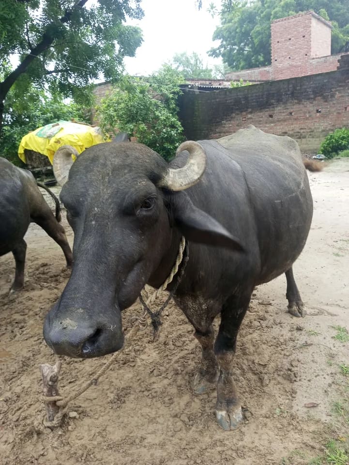 Murrah Buffalo in  UTTAR PRADESH