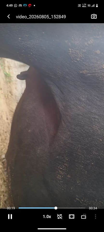 Murrah Buffalo in  RAJASTHAN