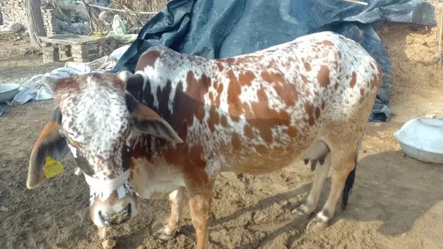 Rathi Cow R0418, Lactation: 2, MilkPerDay: 14Litres, District:  BIKANER, State:  RAJASTHAN