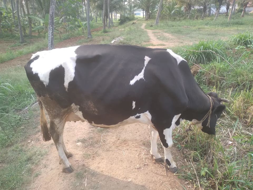 HF Cow H3363 in  KARNATAKA