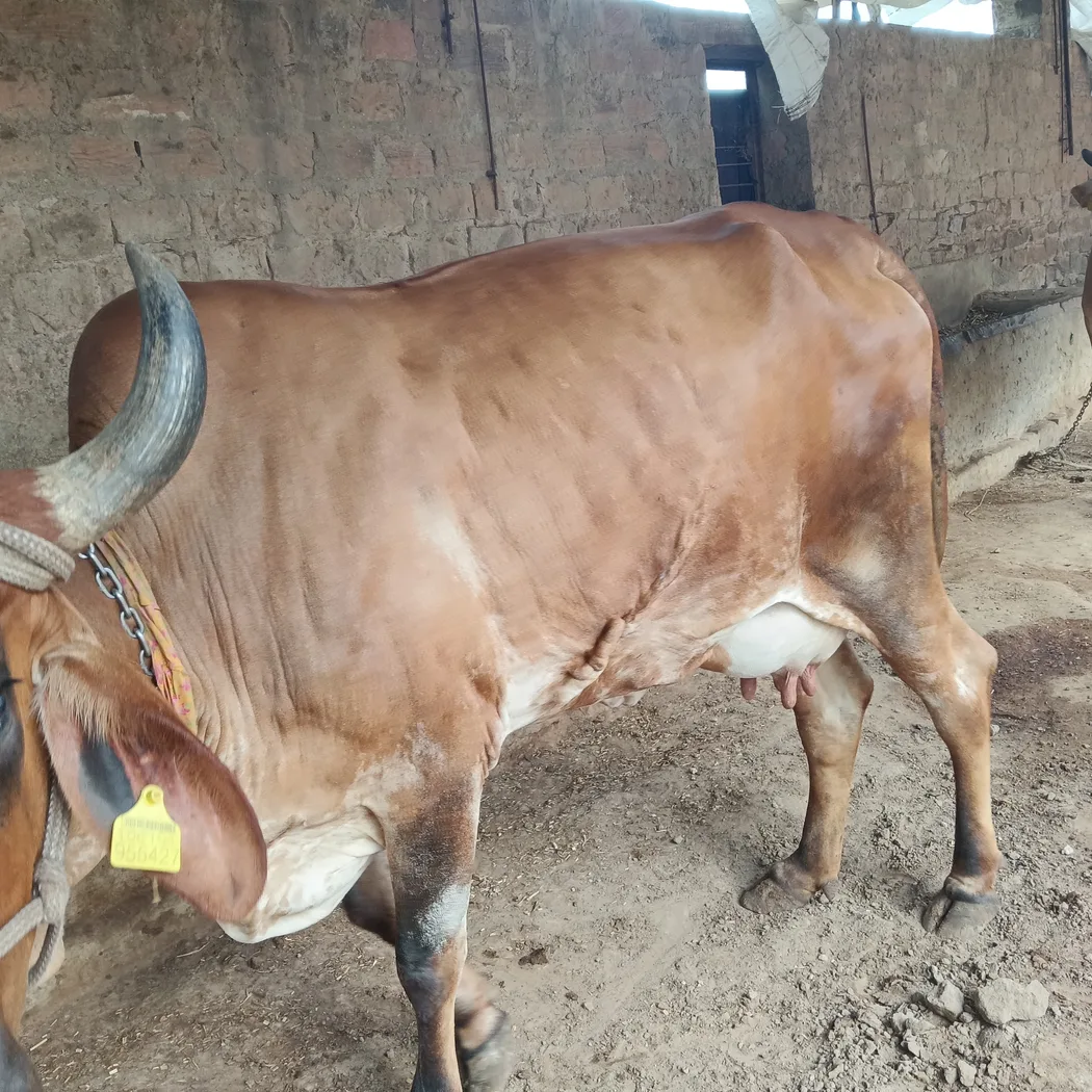 Gir Cow in  RAJASTHAN