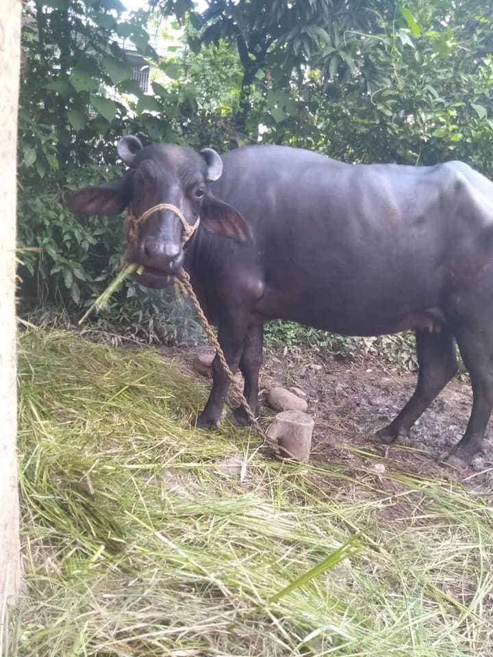Murrah Buffalo M5418 in  HIMACHAL PRADESH