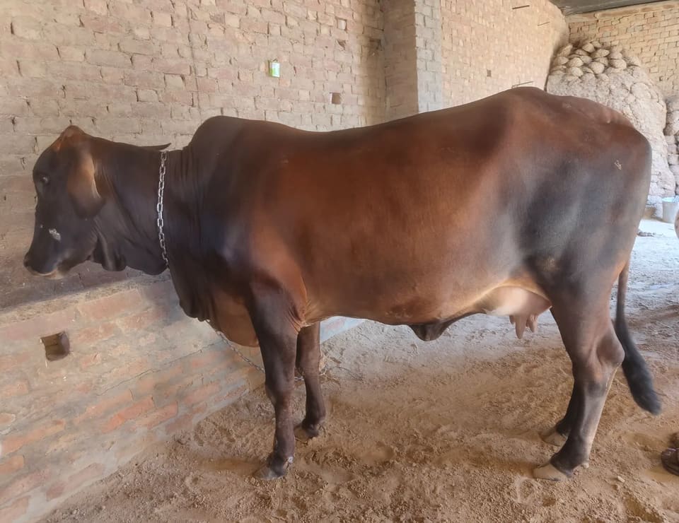 Sahiwal Cow S1940 in  PUNJAB