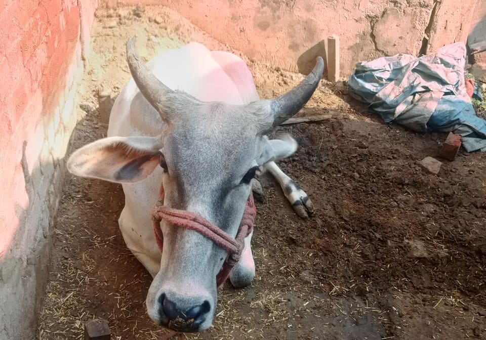 ONGOLE Heifer Cow O0210 in  HARYANA