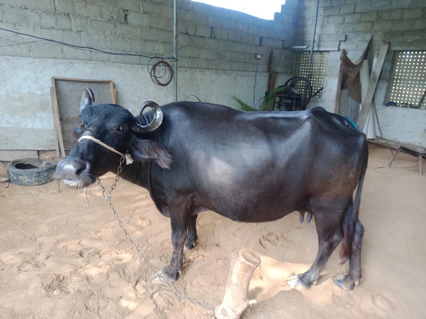 Desi corss Buffalo O0443 in RAJASTHAN