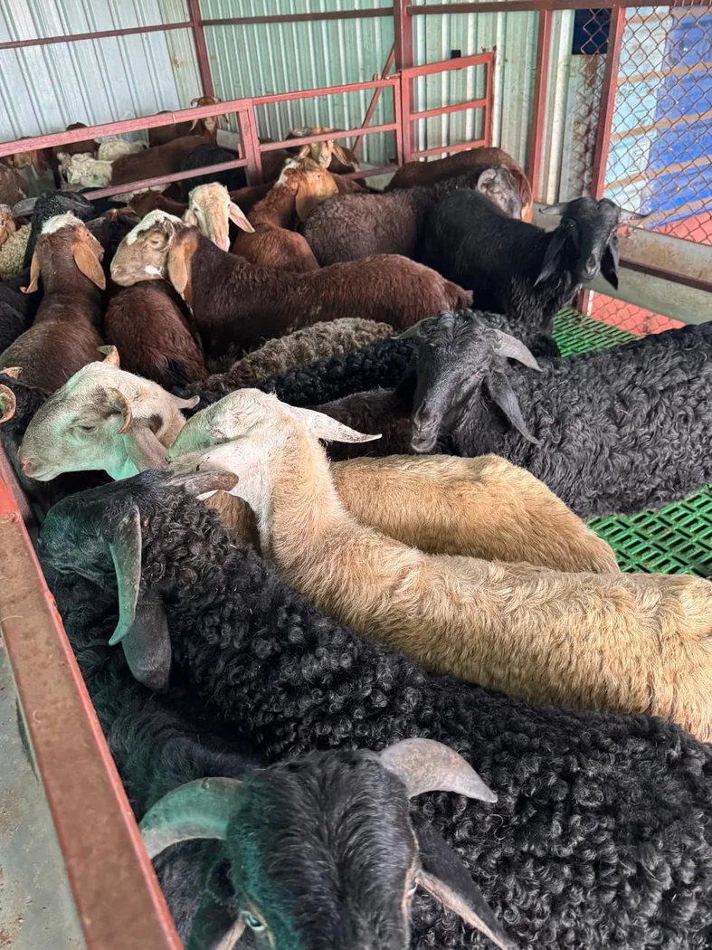 Sindhanoor Sheep in  ANDHRA PRADESH