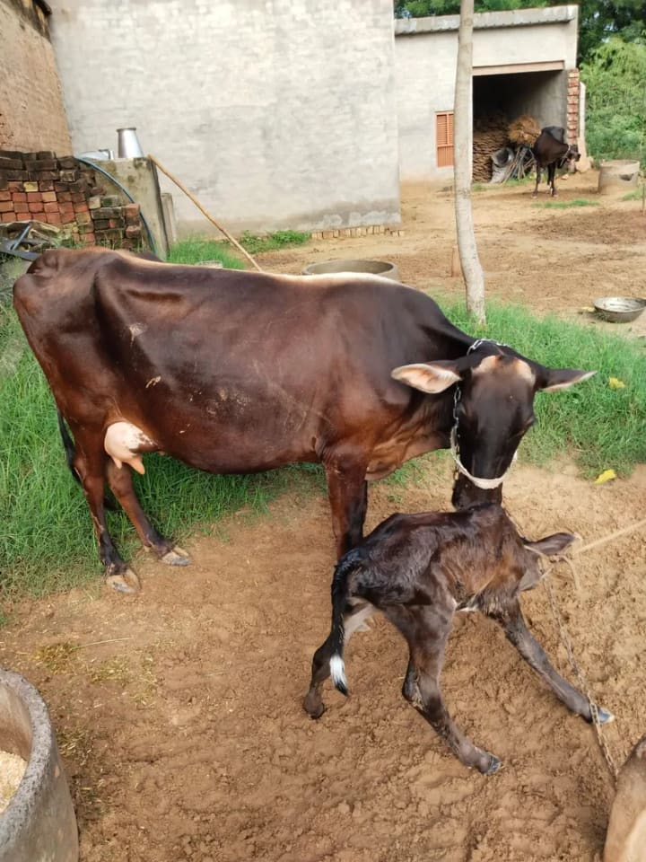 Others Cow in  RAJASTHAN