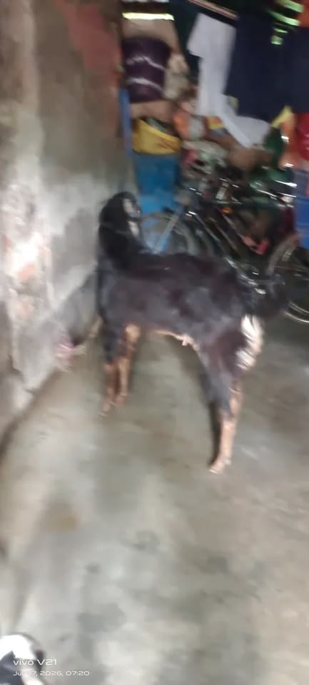 Kota Goat in  WEST BENGAL
