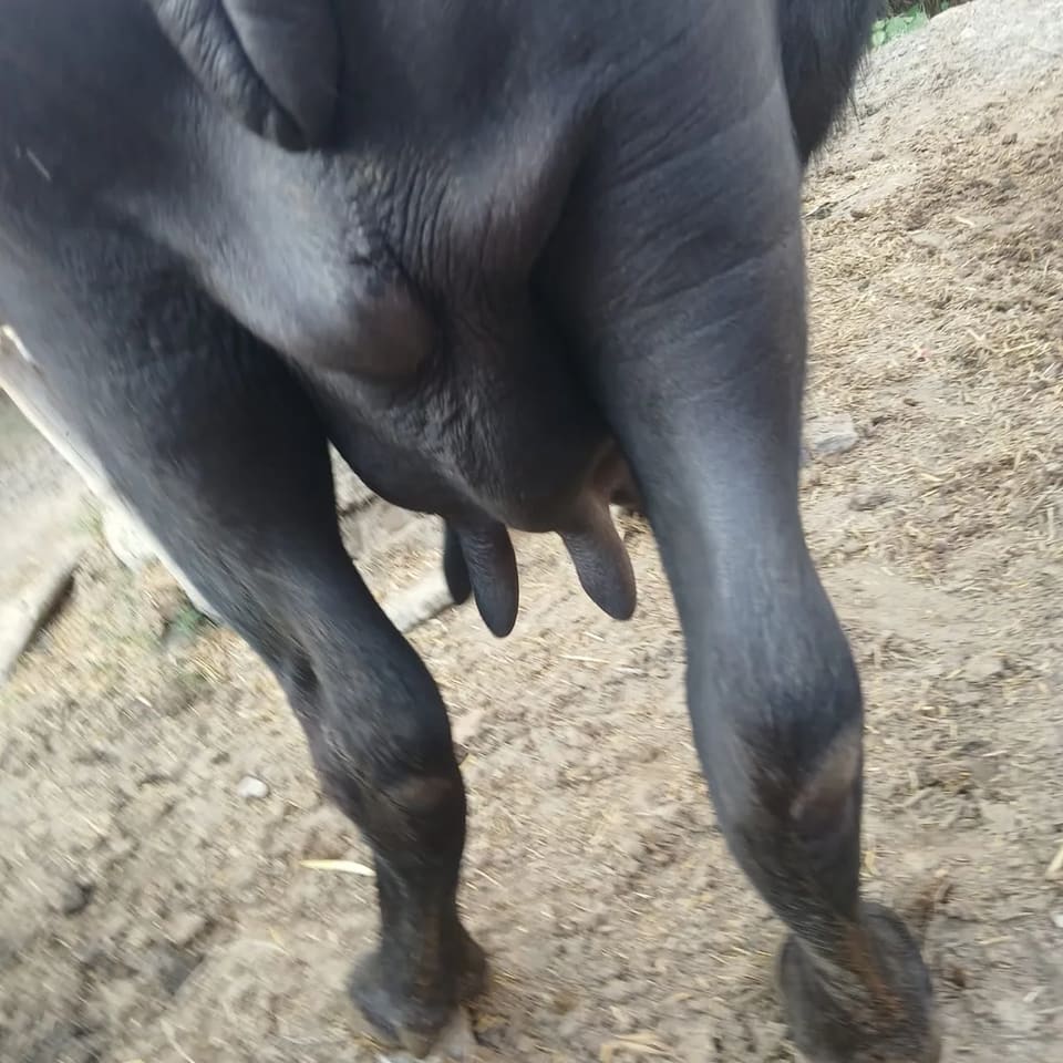 Murrah Buffalo M5424 in  BIHAR