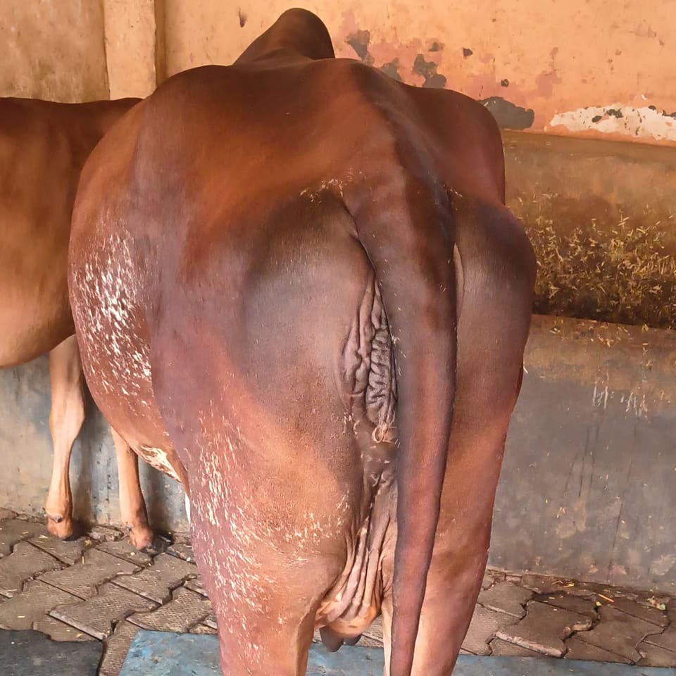 Gir Cow in  UTTAR PRADESH