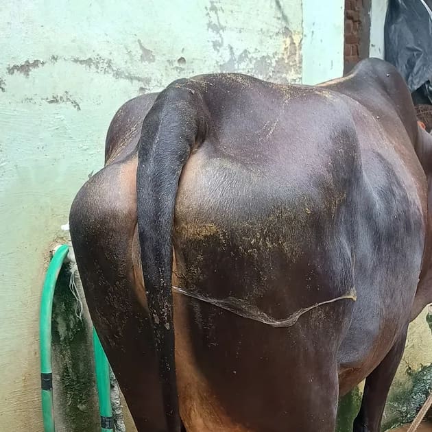 Others Cow in UTTAR PRADESH