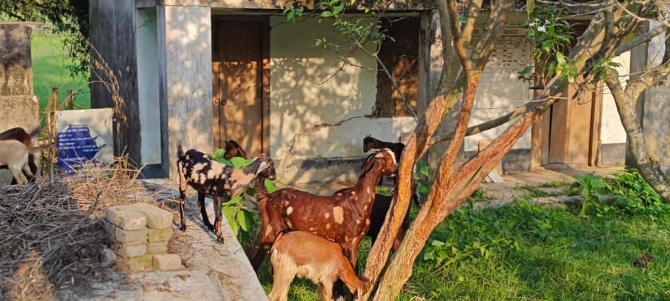 Black Bengal Goat in  ODISHA