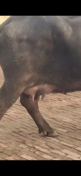 Murrah Buffalo M4022, Lactation: 2, MilkPerDay: 14Litres, District:  JAUNPUR, State:  UTTAR PRADESH