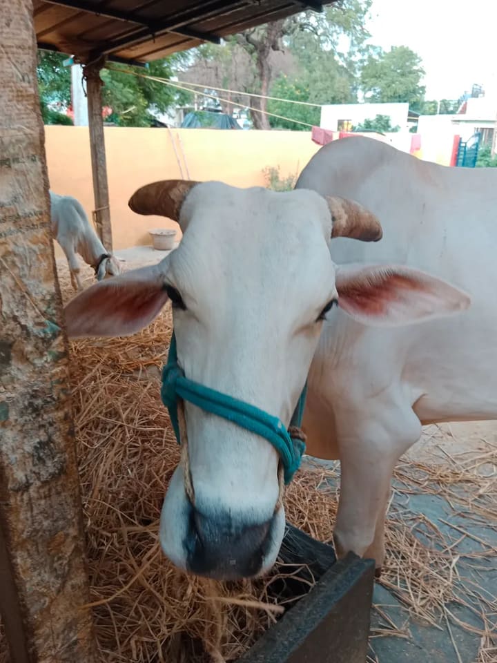 Tharparkar Cow in  ANDHRA PRADESH