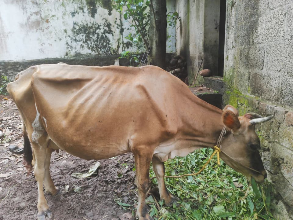 Jersey Cow in  KERALA