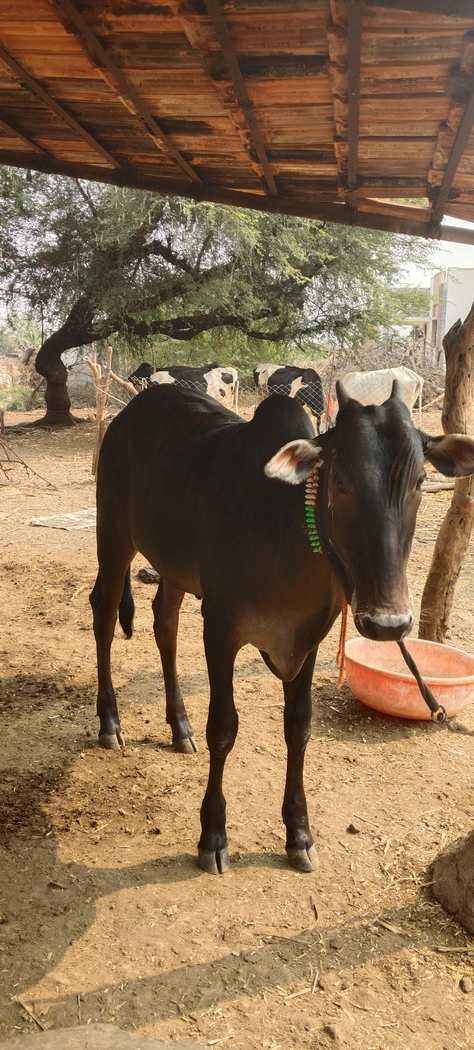 ONGOLE Heifer Cow O0203, District:  SANGLI, State:  MAHARASHTRA